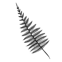 A hand-drawn graphic representation of a fern stem. Black and white vector image isolated on white background.