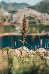 A plant in the mountain landscape in the Somiedo Natural Park, Asturias, Spain. Lakes of Saliencia. Close up.
