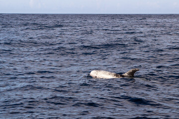 Fototapeta premium Açores; Azores