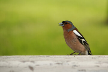 Fototapeta premium A male finch sings a song while sitting on a white bench on a green blazed background
