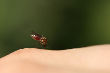 A female mosquito sits on a human body drinks blood visible in the light