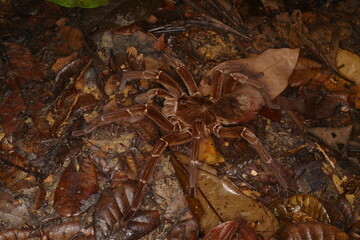 Goliath birdeater (Theraphosa blondi) belongs to the tarantula family Theraphosidae. Wild animal, found near the village Balbina, Amazon rainforest, Brasil