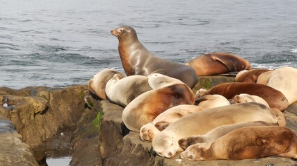 Sea lions on the rock in La Jolla. Wild eared seals resting near pacific ocean on stones. Funny lazy wildlife animal sleeping. Protected marine mammal in natural habitat, San Diego, California, USA