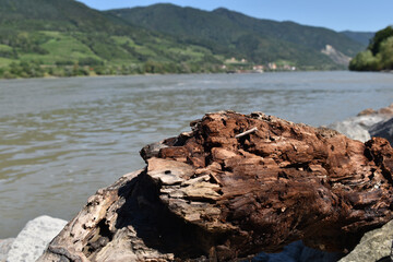 Fototapeta na wymiar Schwemmholz an Fluss mit Hügeln und Weinbergen, angeschwemmtes Holz, wurmzerfressen, kultig