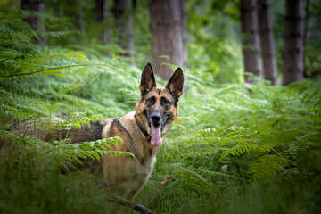 Naklejka na ściany i meble German Shepherd in Forest 