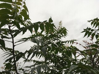 bird on tree