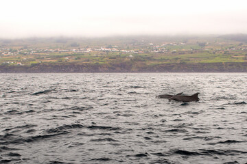 Fototapeta premium Açores; Azores