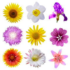 Macro photo of flowers set: rose, arnica montana, daffodil, blue periwinkle,  pansy flower, cactus...