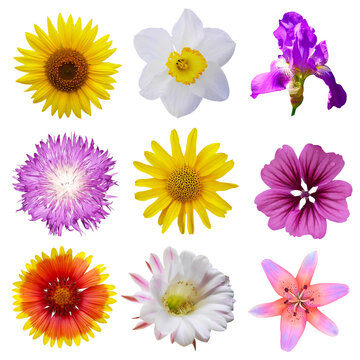Macro photo of flowers set: rose, arnica montana, daffodil, blue periwinkle,  pansy flower, cactus flower, lily on a white isolated background