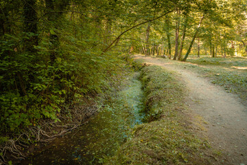 path in the woods
