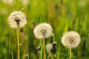 Beautiful dandelion flower with seeds on natural blurred background. Floral concept with place for text.