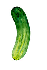 cucumber watercolor isolated on white background 