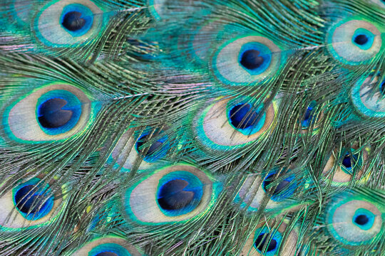 peacock feather pattern texture background. Blue peacock feathers in closeup © Oleksandr