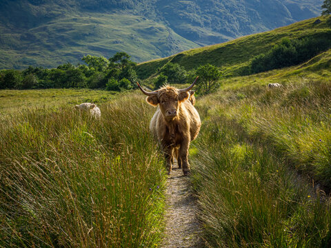 Highland cow on a footpath in Knoydart, Scotland