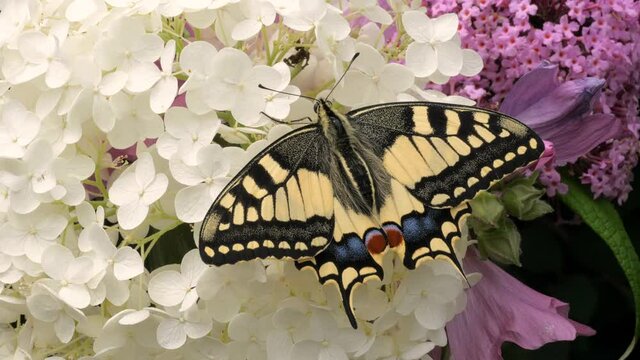 Papilio machaon, the Old World swallowtail butterfly sitting on a white flower in the garden