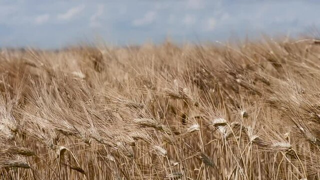 Wheat field moved by light gusts of wind, in the background the blue sky of an Italian summer with some clouds passing by. Field of ripe wheat lit by the July sun ready to by harvest
