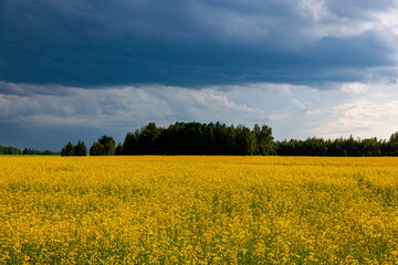 Obraz premium Storm clouds over the yellow field of flowers