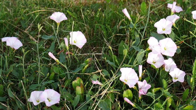 white field bindweed waving in the wind in the grass