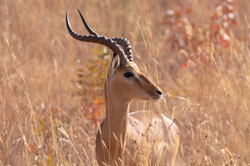 A male Impala in winter grass.