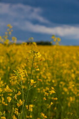 Obraz premium Storm clouds over the yellow field of flowers
