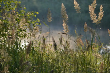 reeds in the water