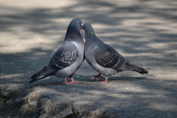 two pigeons on a rock