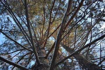 tree and sky
