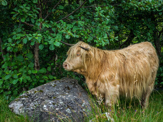 Highland cows in Knoydart