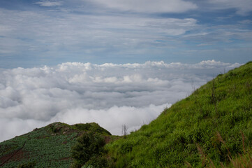 Fototapeta na wymiar View of cauliflower field on the mountain with clouds sky background