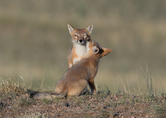 A red fox vixen keeps a watchful eye out while getting a kiss from her pup.