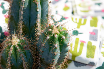 Kaktus kolumnowy San Pedro Echinopsis pachanoi w przybliżeniu z dużymi kolcami, tło w kaktusy.