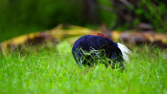 Crested Fireback Pheasant Living in green grass.