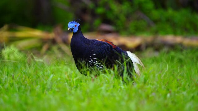 Crested Fireback Pheasant Living in green grass.