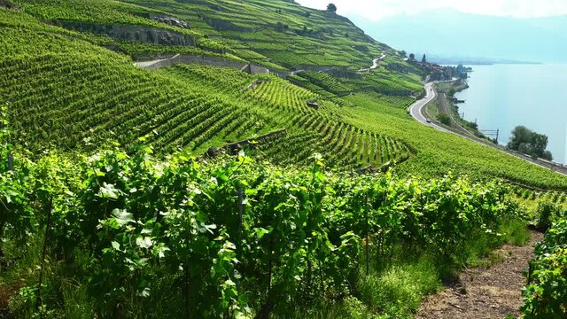 Scenic panorama of Lavaux with the  green terraced vineyards Saint-Saphorin village in background in Lavaux Vaud Switzerland