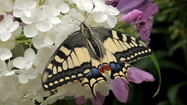 Papilio machaon, the Old World swallowtail butterfly sitting on a white flower in the garden