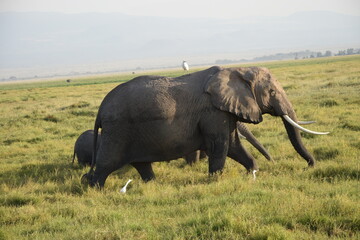 Naklejka na ściany i meble Elefant in Kenia