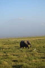 Baby Elefant vorm Kilimandscharo