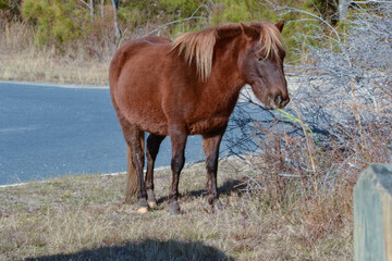 Wild brown pony with light brown mane grazing along the road at Assateague Island National Seashore in Maryland