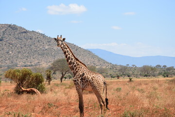 Obraz premium Giraffe sagt Hallo