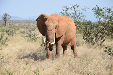 Fototapeta na wymiar Elefant in Kenia