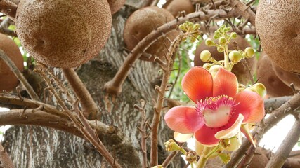 Exotic flowers and tree. Dangerous large powerful green tropical tree cannonball salalanga blooming beautiful orange pink tender flowers. Natural tropical exotic background