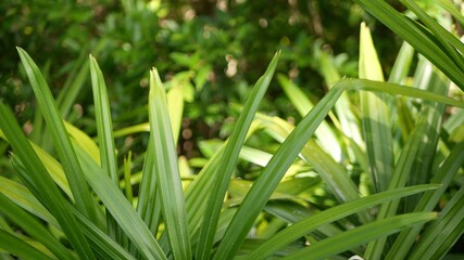 Blurred close up, bright juicy exotic tropical jungle leaves texture backdrop, copyspace. Lush foliage in garden. Abstract natural dark green vegetation background pattern, wild summer rain forest.