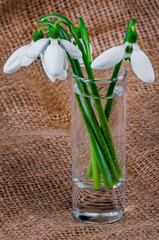 Flowers of snowdrops in glass on background of burlap close-up