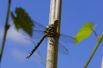 Southern hawker or blue hawker (Aeshna cyanea), a species of hawker dragonfly (Aeshnidae). In a Dutch garden on a bamboo stick. July, summer, Netherlands.