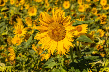 Sunflowers