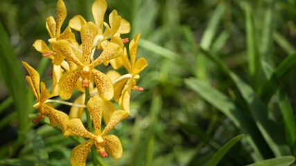 Blurred macro close up, colorful tropical orchid flower in spring garden, tender petals among sunny lush foliage. Abstract natural exotic background with copy space. Floral blossom and leaves pattern