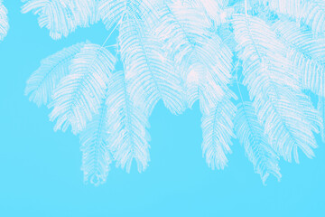 White palm leaves on blue background. Copy space