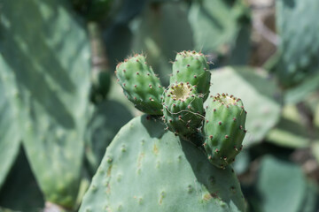 prickly pears - Indian fig opuntia (O. ficus-indica)