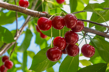 Branch of red ripe cherries on a tree. Picking berries. Close-up