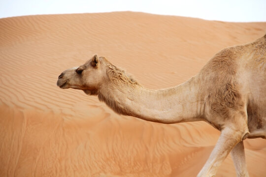 Camel in the Desert